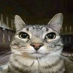 flomeowster