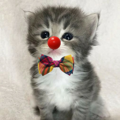 kissandr