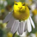 Upupok